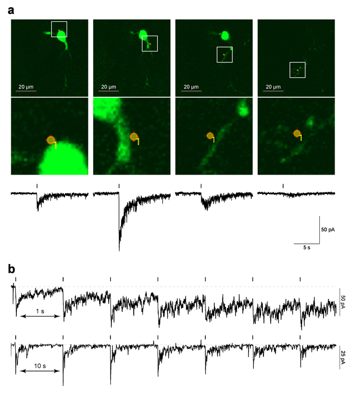 figure-results-4 Microscopy image and electrophysiology chart analyzing neuronal activity and synaptic responses.