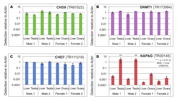 figure-results-3 CHD8、DNMT1、CHD7、NAPAG 在不同组织中的基因表达比较柱状图;经 ANOVA 检验。