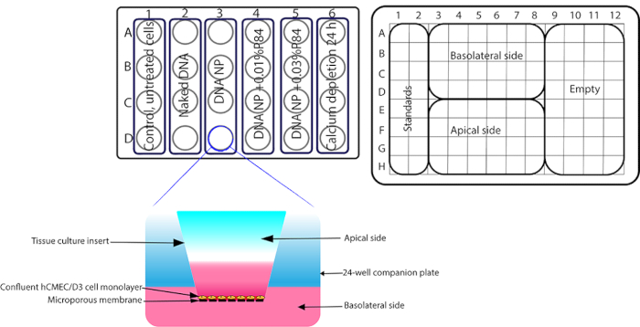 figure-results-1 Cell culture setup diagram with 24-well plate for testing DNA/NP effects on cell monolayer permeability.