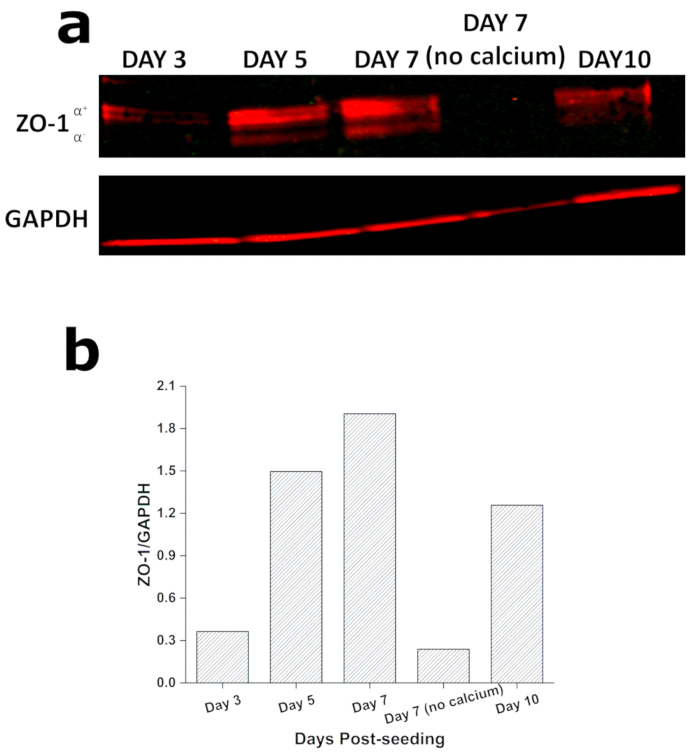 figure-results-4 ZO-1 and GAPDH expression analysis via Western blot and bar graph over 10-day period post-seeding.