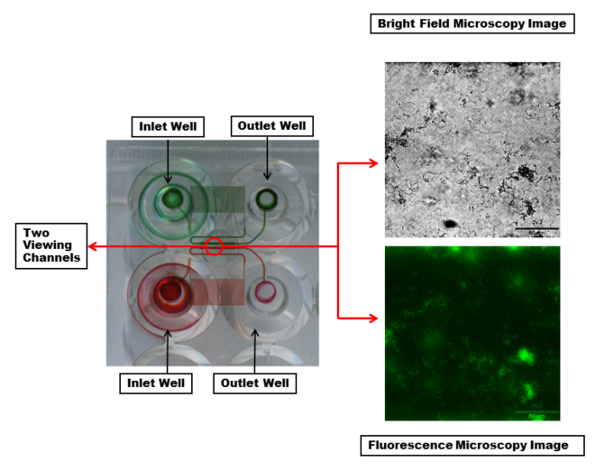 figure-introduction-2 Microfluidic device diagram; bright-field and fluorescence microscopy images; cellular analysis.