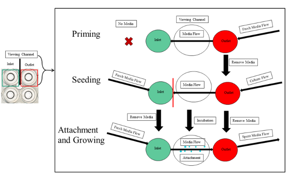 Bioreactor setup diagram: Priming, seeding, and cell growth stages; media flow channels shown.