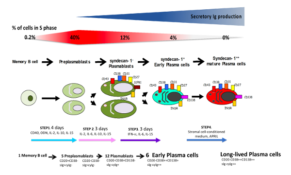 figure-results-1 B cell maturation diagram showing stages from memory B cells to plasma cells with S phase percentages.