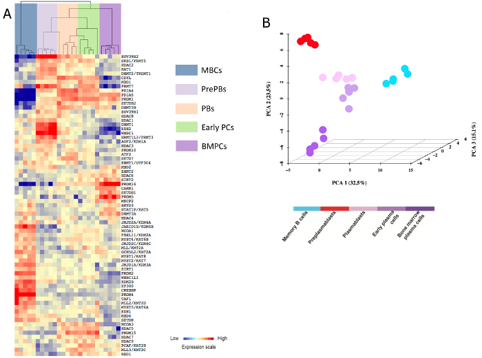 figure-results-3 Gene expression heatmap and PCA chart; analyzing immune cell differentiation patterns, experimental data.