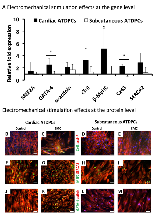 Electromechanical stimulation effects; gene expression graph; protein-level microscopy; cardiac cells.