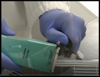 figure-results-4 Laboratory process, rodent grooming, gloved hands holding rodent near grooming equipment.
