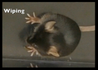 figure-results-6 Mouse grooming behavior, wiping action, behavioral study, laboratory observation setup.