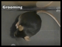 figure-results-8 Mouse grooming behavior observation; behavioral study; animal research video frame.