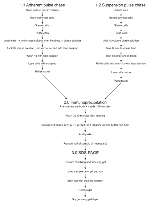 Adherent/suspension pulse chase diagram; immunoprecipitation, SDS-PAGE process flowchart.