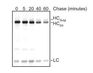 Protein migration via electrophoresis; time-course chase, gel diagram, Golgi-ER processing.
