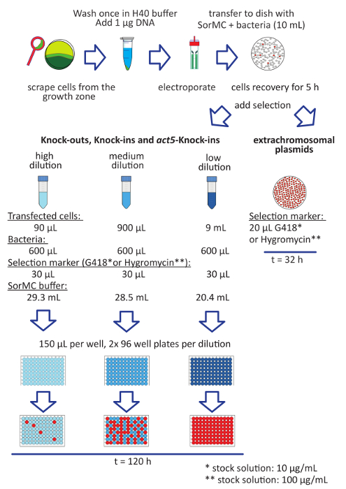 DNA transformation process; diagram of electroporation and plasmid selection; gene editing experiment.