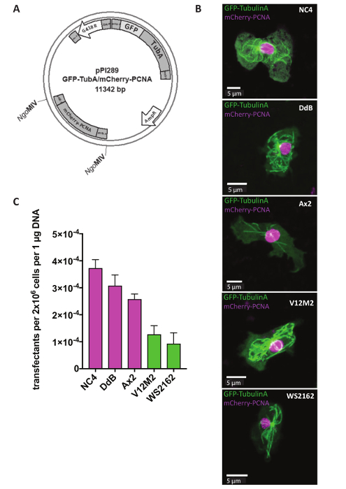 figure-results-1 Plasmid map, microscopy images of GFP-Tubulin/mCherry-PCNA, and transfection efficiency bar chart.