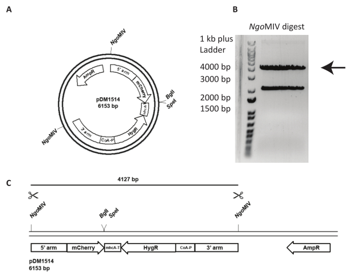 figure-results-2 Plasmid map diagram, NgoMIV digest gel, and linear DNA schematic for gene cloning analysis.