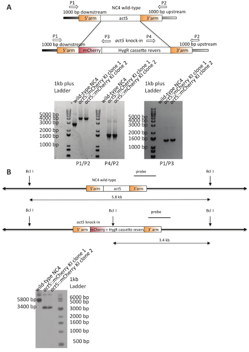 figure-results-3 Gene editing diagram; act5 knock-in, PCR and BclI digests; electrophoresis results shown.