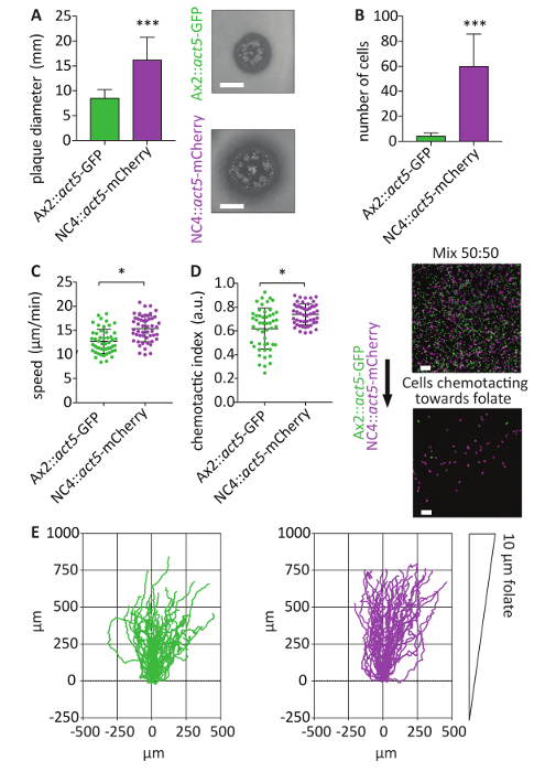 figure-results-4 Dictyostelium cell motility and chemotaxis analysis; graphs and microscopy showing GFP/mCherry labeling.
