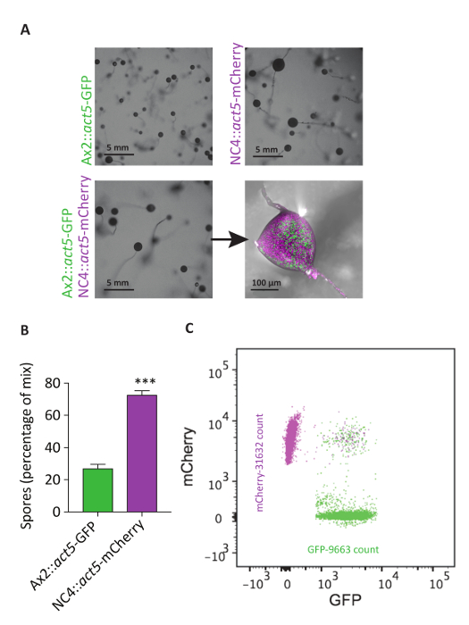 figure-results-5 Spore formation analysis; fluorescence microscopy, bar graph, and scatter plot showing GFP vs mCherry.