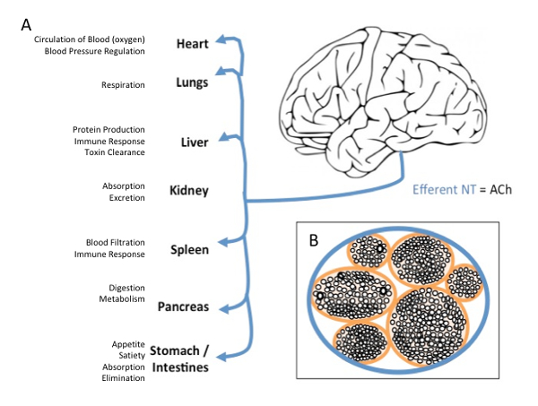 figure-results-1 Brain-gut interaction diagram with efferent pathways; organs include heart, lungs, liver, GI tract.