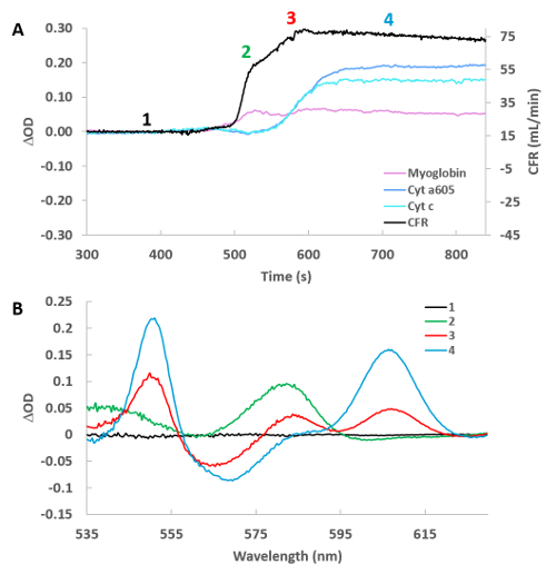 Transient absorption spectroscopy graphs; diode laser setup; measures differential optical density.
