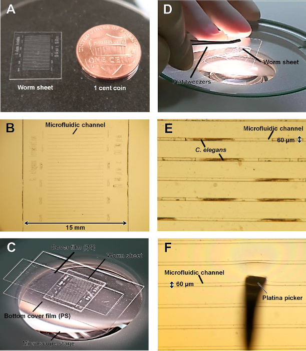 figure-results-1 Microfluidic channel diagram showing C. elegans in experiment setup; microscopy and measurement details.