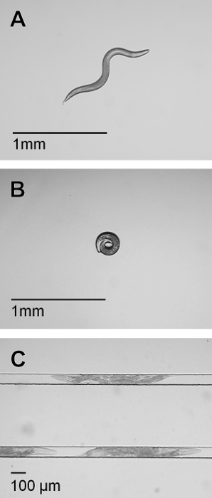 figure-results-2 Nematode life stages, microscope images; A) adult, B) egg, C) larvae; scale: 1mm, 100µm.