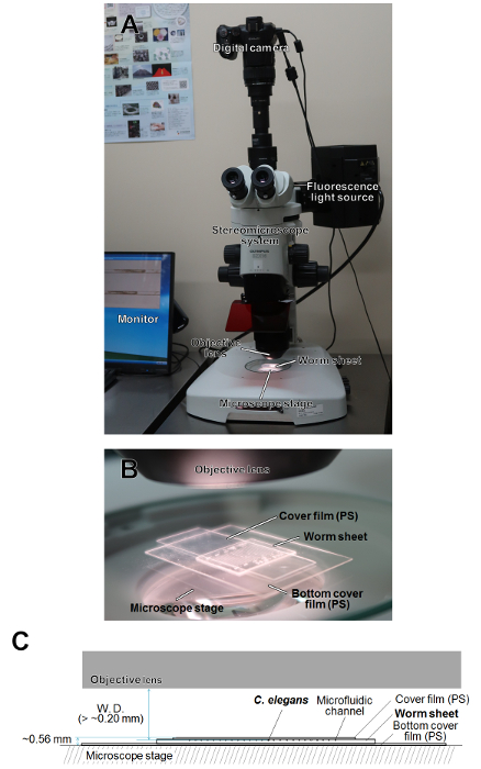 figure-results-3 Stereomicroscope setup for fluorescent microscopy examining C. elegans on microfluidic channel.