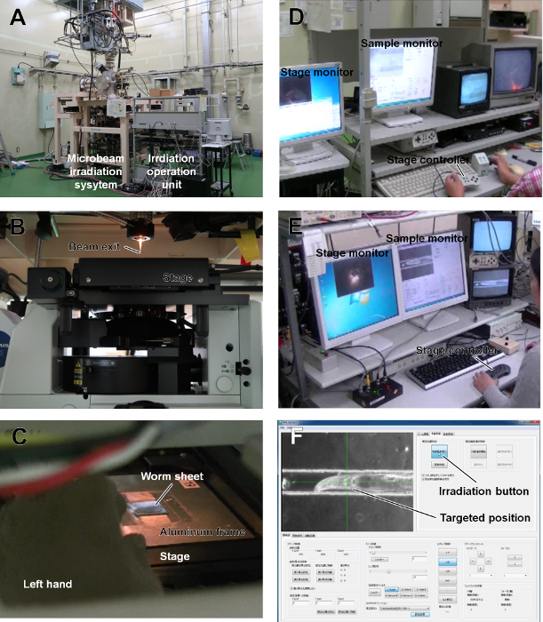 figure-results-4 Microbeam irradiation system setup diagram, monitors for stage control; beam exit, sample monitor.
