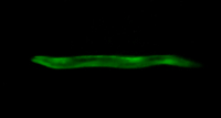 figure-results-6 Fluorescence microscopy image of nematode, GFP-tagged protein analysis, green fluorescence emission.