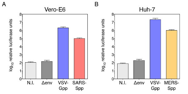 Bar chart showing luciferase assay results for Vero-E6 and Huh-7 cells with viral constructs.