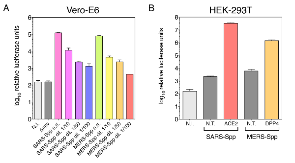 luciferase activity bar charts, Vero-E6, HEK-293T, SARS-MERS entry; data analysis experiment