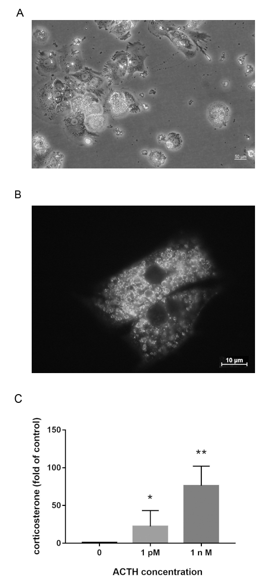 Microscopy images of cell morphology and fluorescence with graph of ACTH concentration effect on corticosterone.