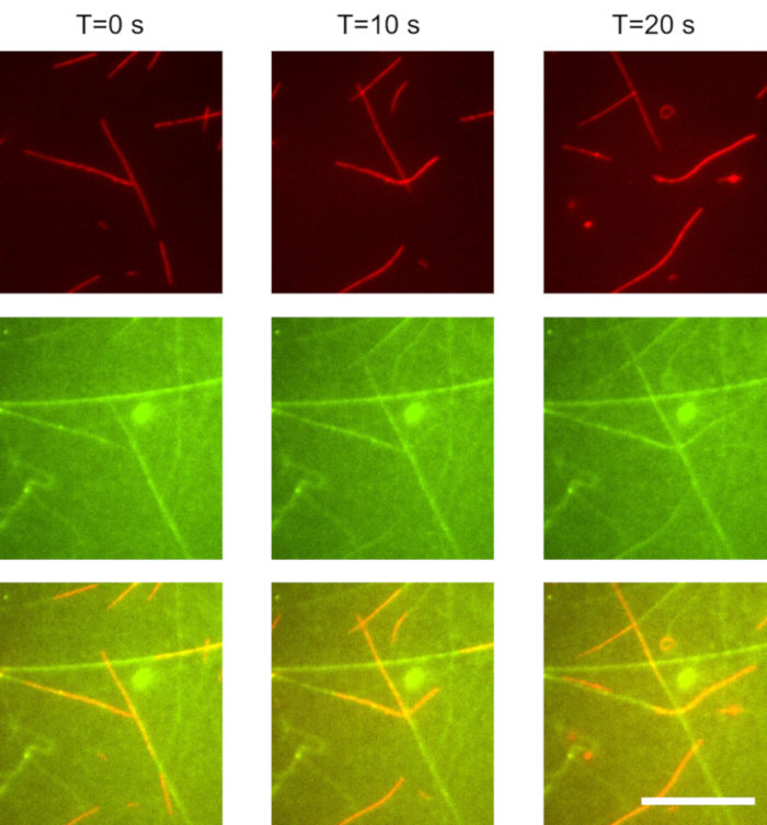 Fluorescence microscopy time-lapse showing protein dynamics; red-green merging across frames.