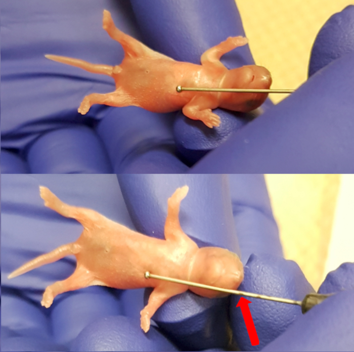figure-results-1 Dissection of rodent specimen during anatomical study; needle insertion in lab setup.