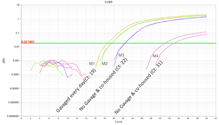figure-results-4 qPCR amplification plot, SYBR method; visual comparison of Ct values across experimental groups.