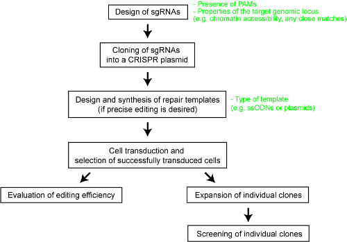 CRISPR gene editing process diagram; sgRNAs design, plasmid cloning, cell transduction, clone screening