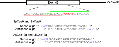 figure-protocol-1 CRISPR gene editing diagram, exon targeting, oligonucleotide sequences, SpCas9, SaCas9 comparison.