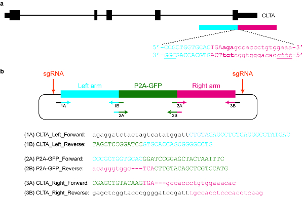 figure-protocol-4 Gene editing diagram with sgRNA, CLTA gene targeting, P2A-GFP integration, and primer sequences.