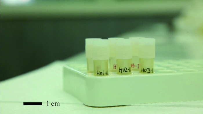 Centrifuge tubes in rack; preparation for DNA extraction, molecular biology experiment setup.