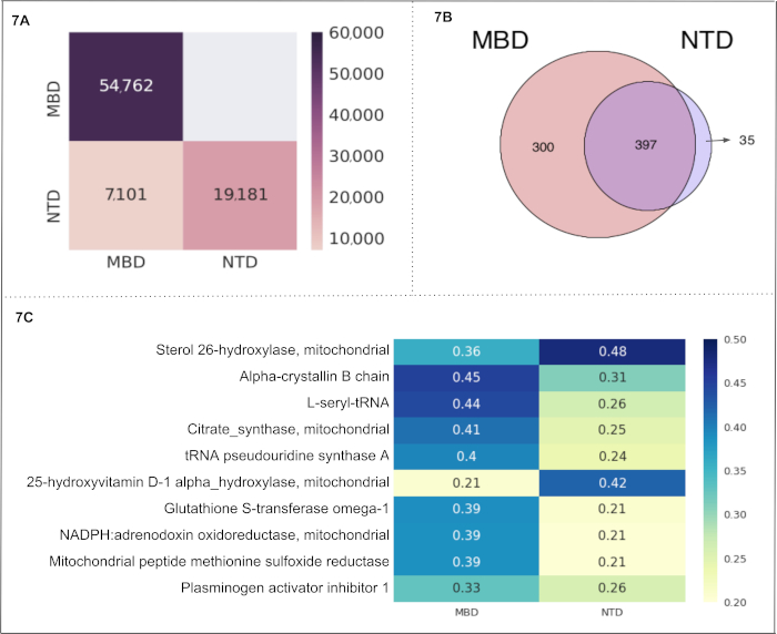Bar graph, Venn diagram, and heatmap for protein expression analysis in mitochondrial study.