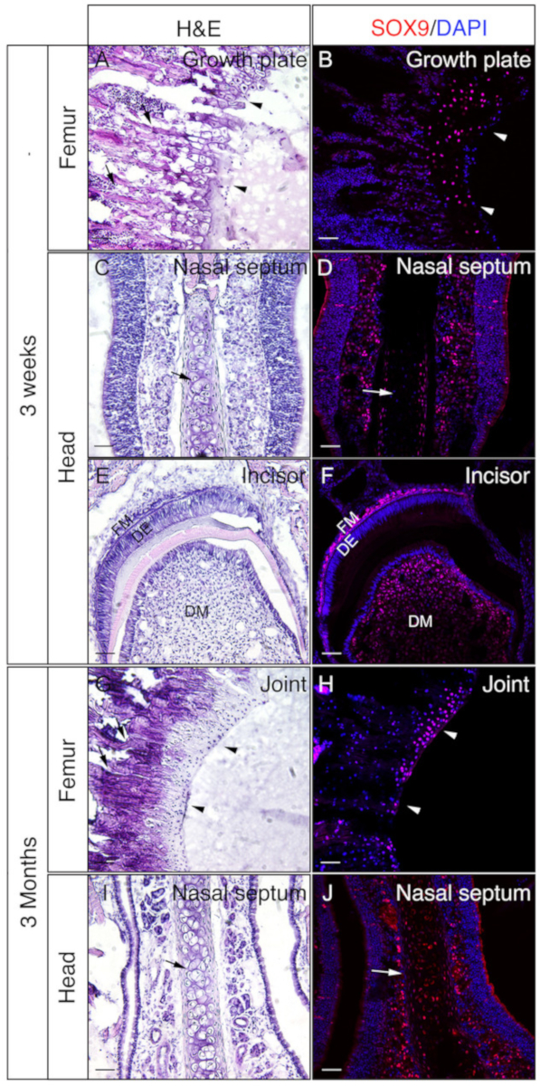 figure-results-3 Histology and fluorescence images of mouse tissues; femur, nasal septum, incisor at 3 weeks, 3 months.