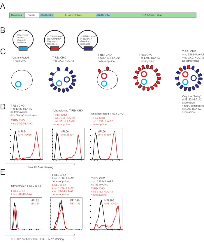 Tetracycline-inducible gene expression diagrams in CHO cells; HLA-A2 antigen expression analysis graphs.