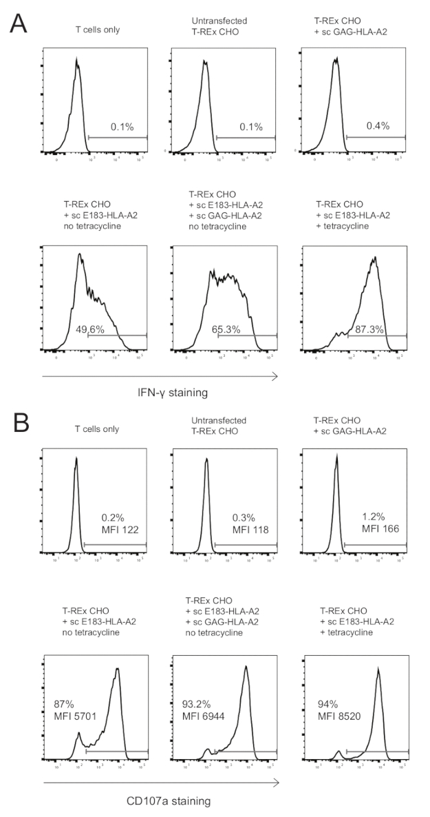 Flow cytometry graph; T cells expressing IFN-γ, CD107a; CHO cells treatment, response analysis.