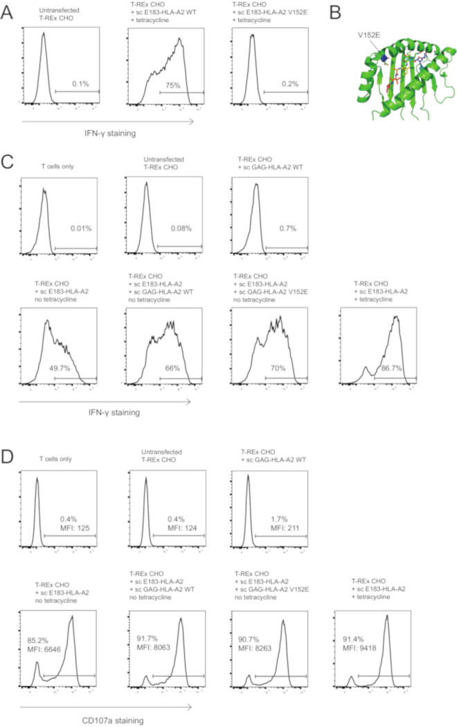 Flow cytometry graphs of IFN-γ and CD107a staining in T-REx CHO cells, with mutations and treatments.