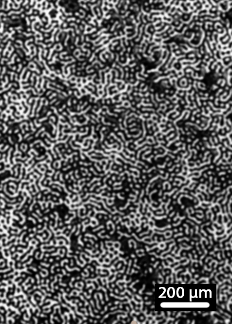 Microscope image of microphase separation pattern, 200 µm scale, polymer blend surface analysis.