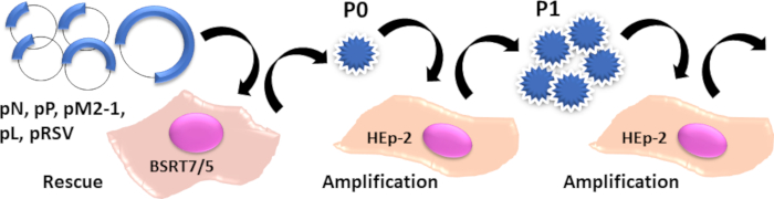 figure-results-1 Viral amplification process diagram; plasmid rescue, HEp-2 cell amplification, virus particle stages.