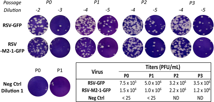 figure-results-5 RSV-GFP plaque assay diagram, viral titers in PFU/mL, dilution passages, GFP expression analysis.