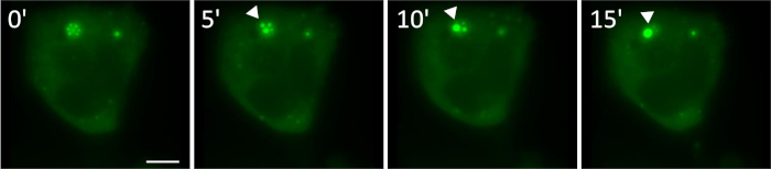 figure-results-9 Time-lapse fluorescence microscopy, protein dynamics; 0-15 min intervals, green fluorescent marker.