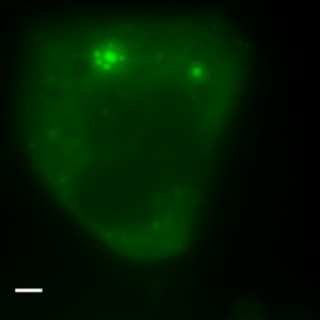 figure-results-11 Fluorescence microscopy, cell structure, green glow, imaging study, biological analysis.