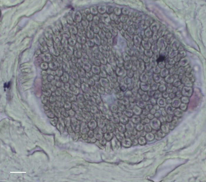 figure-results-3 Histology, onion root tip cross-section, microscope image, cell mitosis observation, educational study.