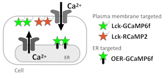 Cell calcium signaling diagram with GCaMP indicators; plasma membrane and ER localization.