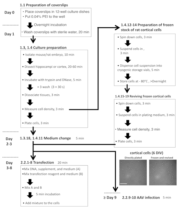 Flowchart of cortical cell culture preparation including transfection and frozen stock revival steps.